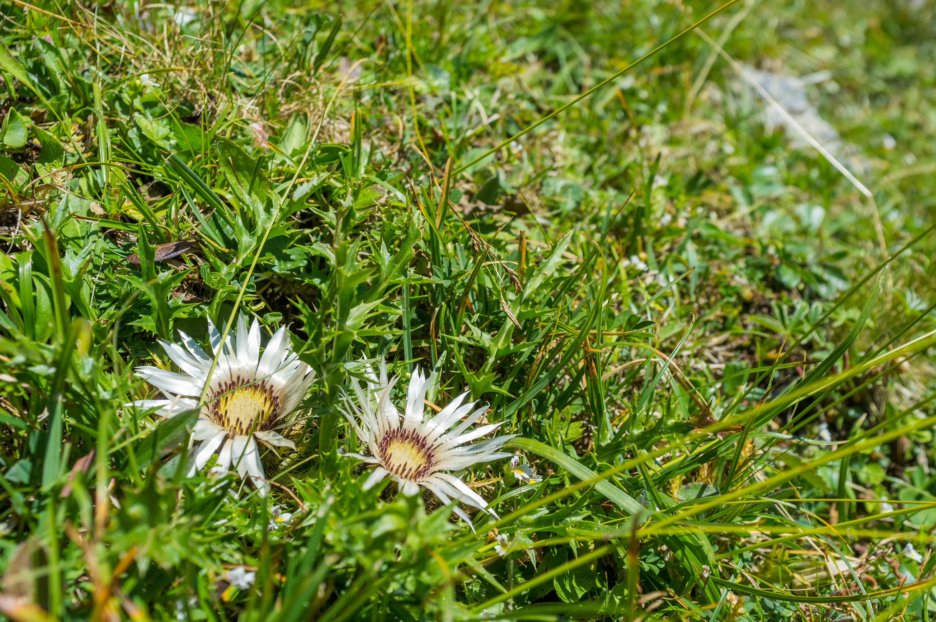 Silberdistel am Wegesrand